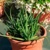 Aloe Safari Sunrise - Floraison orange sans effort