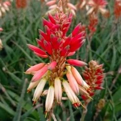 Aloe Safari Sunrise - Floraison orange sans effort