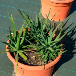 Aloe Safari Sunrise - Floraison orange sans effort