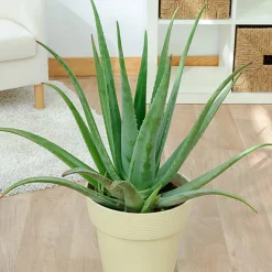 Aloe vera - Belle plante zéro contrainte