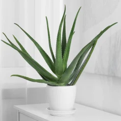Aloe vera - Belle plante zéro contrainte