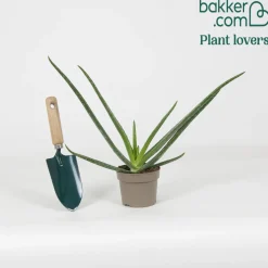 Aloe vera - Belle plante zéro contrainte