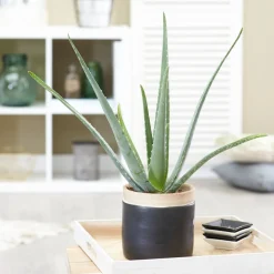 Aloe vera - Belle plante zéro contrainte