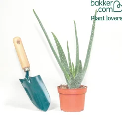 Aloe vera - Belle plante zéro contrainte