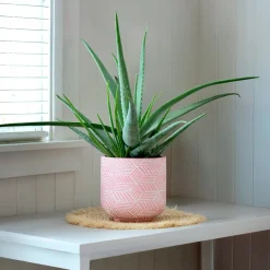 Aloe vera - Belle plante zéro contrainte