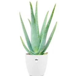 Aloe vera + cache pot blanc 14 cm. - Soin naturel, facile