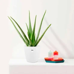 Aloe vera + cache pot blanc 14 cm. - Soin naturel, facile