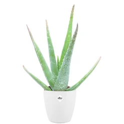 Aloe vera + cache pot blanc 14 cm. - Soin naturel, facile