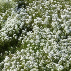 Alysse odorant - Un tapis blanc parfumé