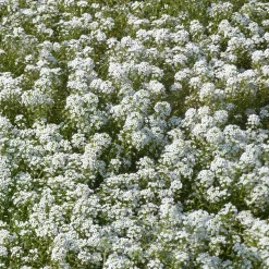 Alysse odorant - Un tapis blanc parfumé