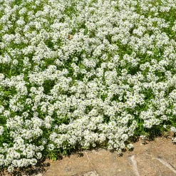 Alysse odorant - Un tapis fleuri parfumé