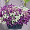 3 Alysses odorants retombants - Un tapis fleuri au parfum de miel