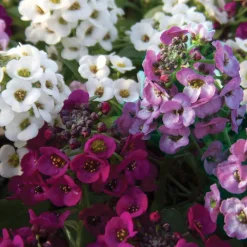 3 Alysses odorants retombants - Un tapis fleuri au parfum de miel