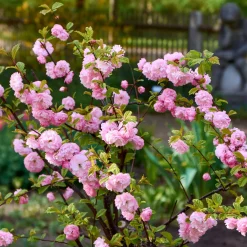 Amandier à fleurs sur tige - Un nuage rose dès mars