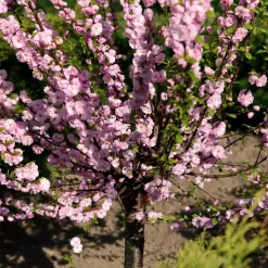 Amandier à fleurs sur tige - Un nuage rose dès mars