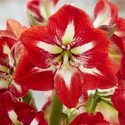 Amaryllis Barbados - Fleur XXL en 6 semaines