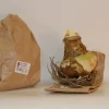 3 Amaryllis de jardin Sonatini Eye Catcher - Des fleurs qui claquent