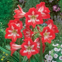 3 Amaryllis de jardin Sonatini Eye Catcher - Des fleurs qui claquent