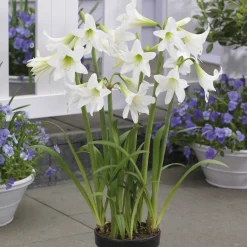 Amaryllis de jardin Sonatini blanc - Un blanc pur au jardin