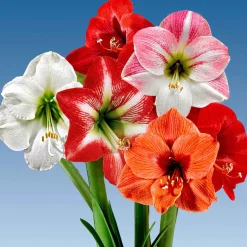 3 Amaryllis en mélange - Des fleurs géantes chez vous