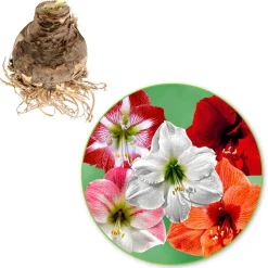 3 Amaryllis en mélange - Des fleurs géantes chez vous