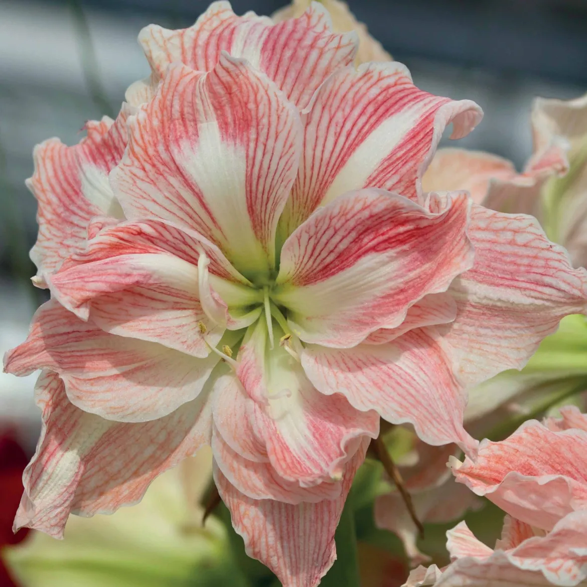 Amaryllis Happy Nymph - Fleurs doubles roses en hiver