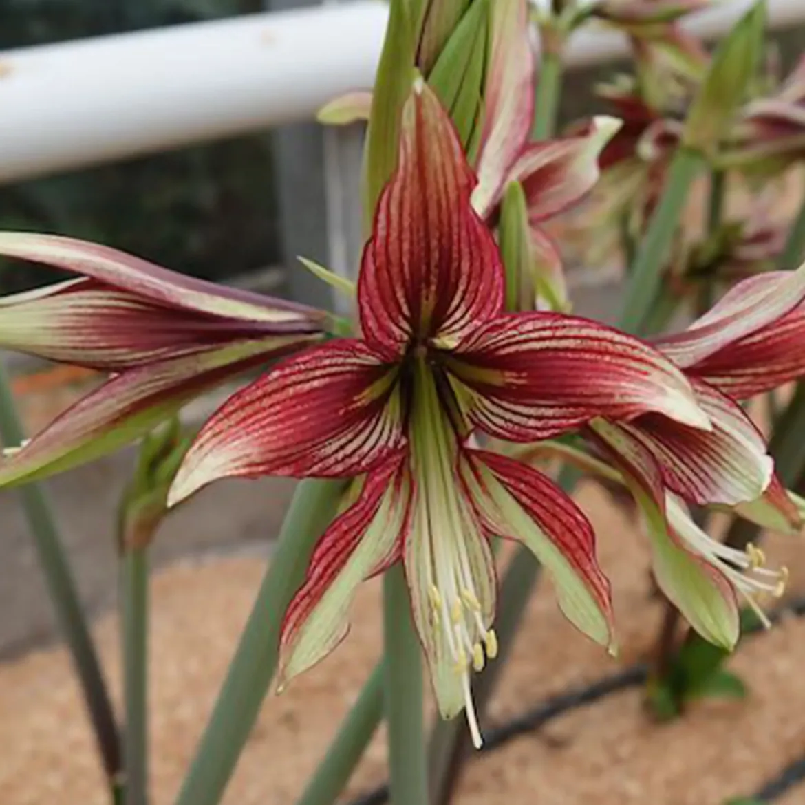 Amaryllis Mystica - Fleurs géantes garanties