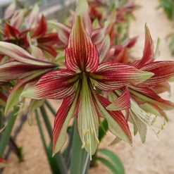Amaryllis Mystica - Fleurs géantes garanties