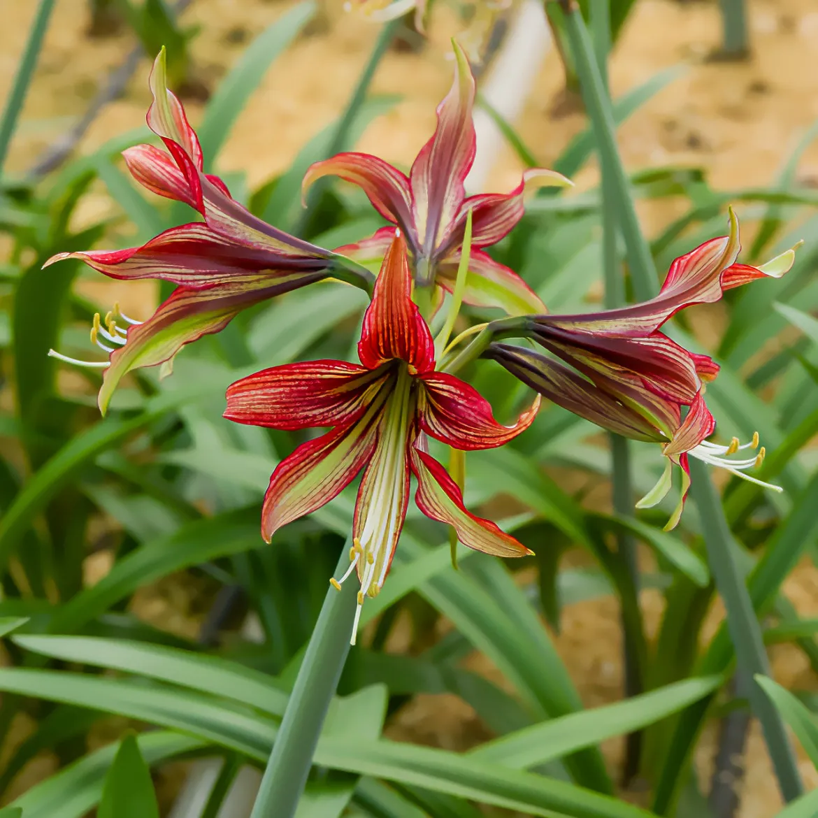 Amaryllis Mystica - Fleurs géantes garanties