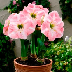 Amaryllis naine Angélique - Des fleurs doubles en pot