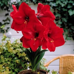 Amaryllis naine Valencia - Fleurs rouges garanties