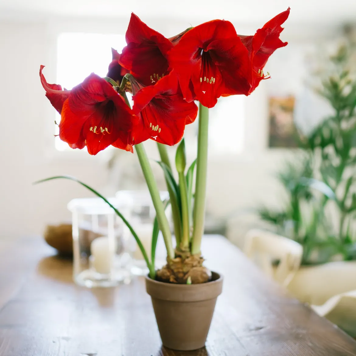 Amaryllis 'Red Lion' - Fleur rouge géante en hiver