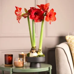 Amaryllis 'Red Lion' - Fleur rouge géante en hiver