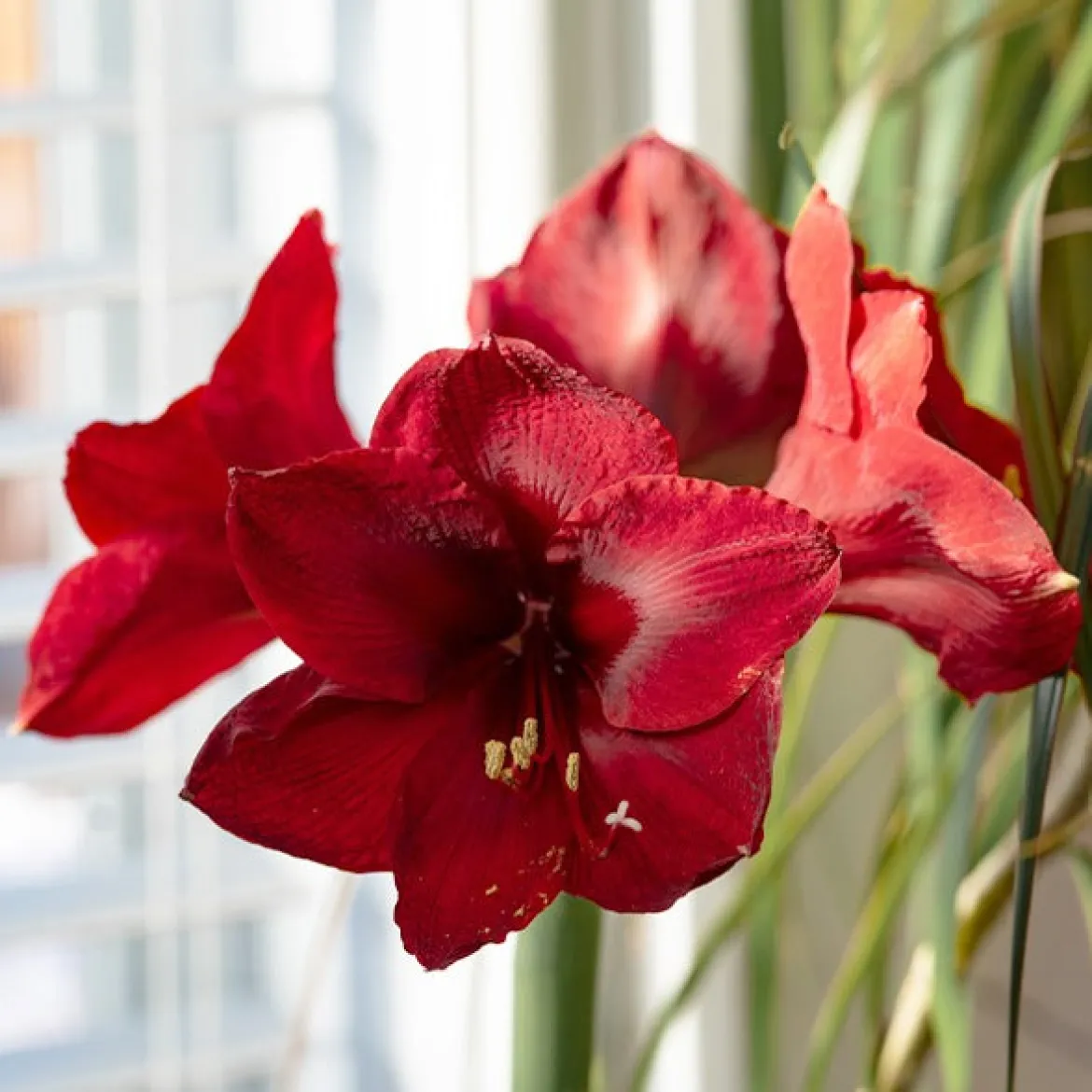 Amaryllis 'Red Lion' - Fleur rouge géante en hiver