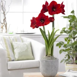 Amaryllis 'Red Lion' - Fleur rouge géante en hiver