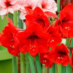 Amaryllis 'Red Lion' - Fleur rouge géante en hiver