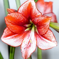 Amaryllis Showmaster - La star rouge de l'hiver