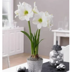 Amaryllis 'White Christmas' - Un Noël blanc en fleur