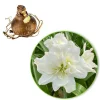 Amaryllis 'White Nymph' - Fleurs blanches en hiver