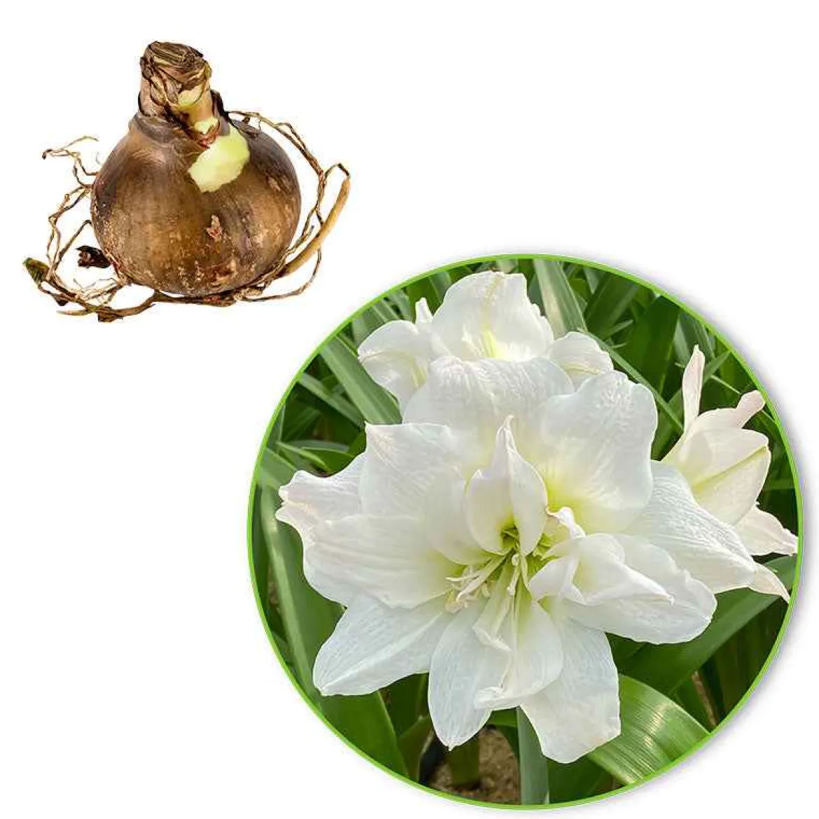 Amaryllis 'White Nymph' - Fleurs blanches en hiver