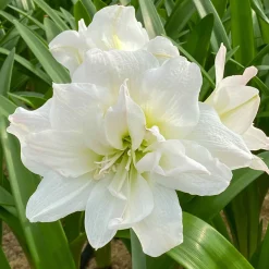 Amaryllis 'White Nymph' - Fleurs blanches en hiver