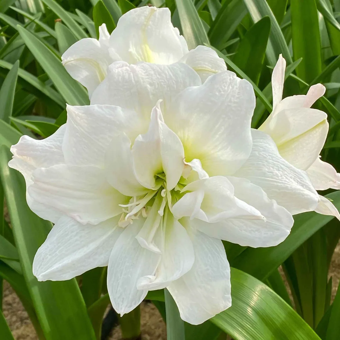 Amaryllis 'White Nymph' - Fleurs blanches en hiver