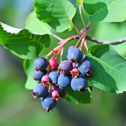 Amélanchier à feuilles d'aulne Northline - Des fruits sucrés dès l'été