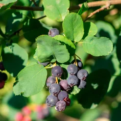 Amélanchier à feuilles d'aulne Northline - Des fruits sucrés dès l'été