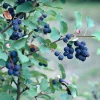 Amélanchier à feuilles d’aulne Smokey - Fleurs, fruits et couleurs
