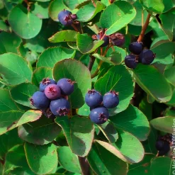 Amélanchier à feuilles d’aulne Smokey - Fleurs, fruits et couleurs