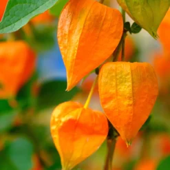 Amour en cage Franchetii - Des lanternes orange en auto