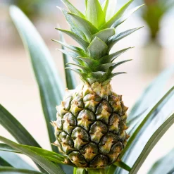 Ananas comosus - Un vrai ananas chez vous