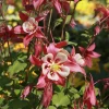 Ancolie Crimson Star - Fleurs bicolores spectaculaires