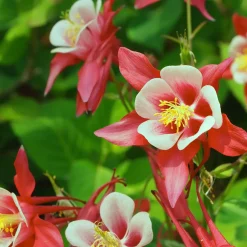 Ancolie Crimson Star - Fleurs bicolores spectaculaires